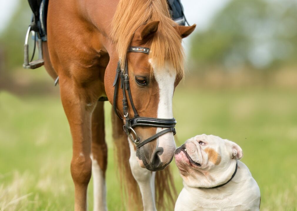 Horse and dog